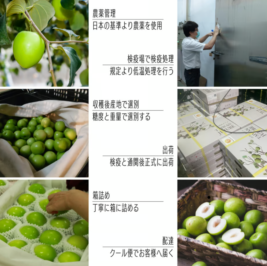 今、人気預約中】【青甜好品】- 産直・台湾産・厳選ナツメ 2.5(kg)キロ